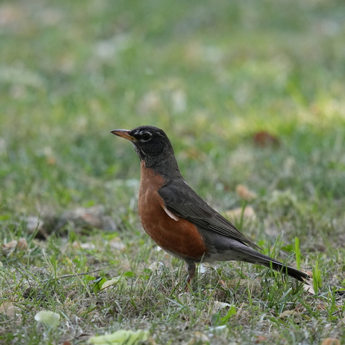 American Robin