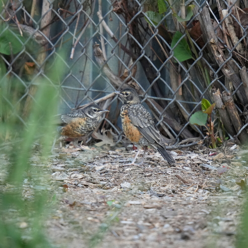 American Robin