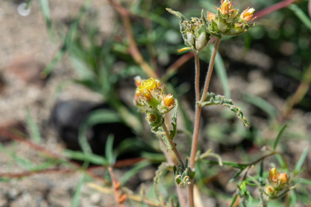 United blazingstar (Mentzelia congesta)