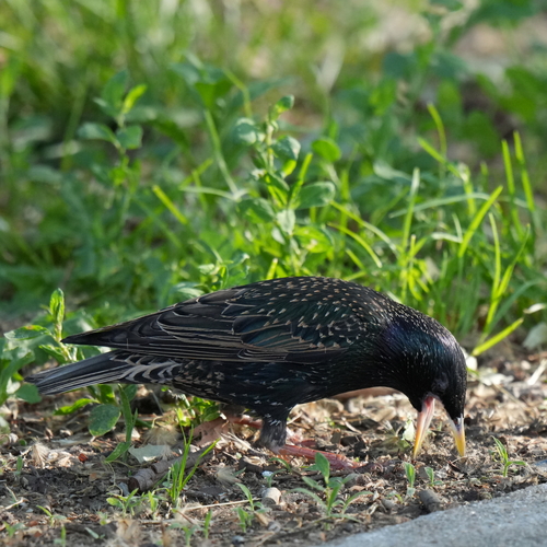 European Starling