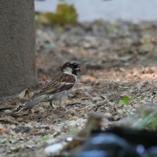 House Sparrow