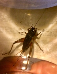 Teleogryllus occipitalis