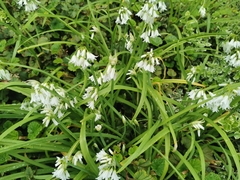 Allium triquetrum