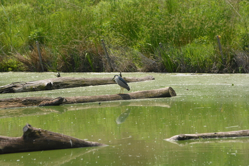 iNaturalist image
