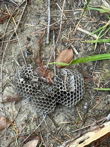 iNaturalist observation photo of Umbrella Paper Wasps