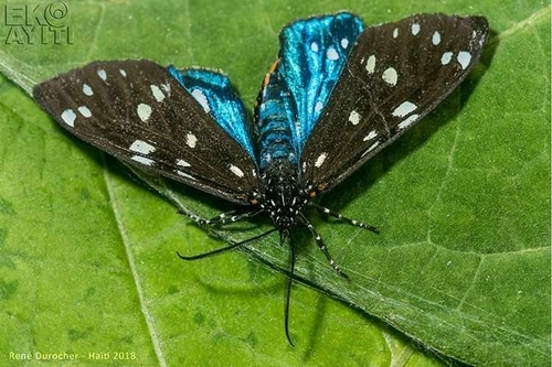 Ctenuchidia subcyanea