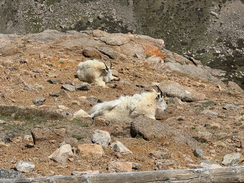 Mountain Goat
