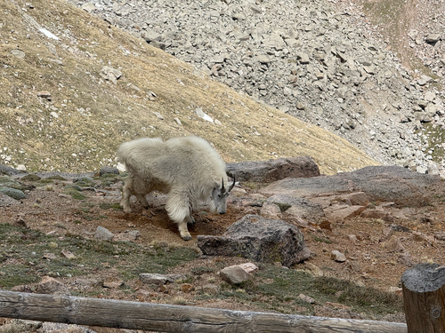 Mountain Goat