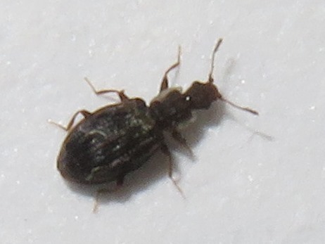 Swollen Fungus Beetle, Leidschendam, Nederland, photo 8 of 10
