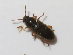Telmatophilus typhae