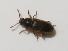 Telmatophilus typhae