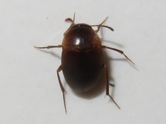 Sciodrepoides watsoni