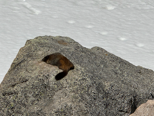 Yellow-bellied Marmot