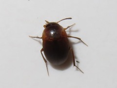 Sciodrepoides watsoni