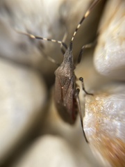 Dicranocephalus agilis