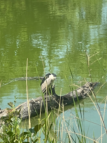 iNaturalist image