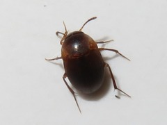 Sciodrepoides watsoni