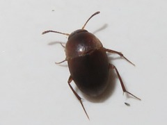 Sciodrepoides watsoni