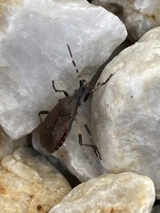 Dicranocephalus agilis