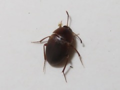 Sciodrepoides watsoni