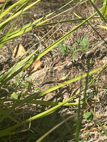 iNaturalist observation photo of Western Fence Lizard