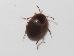 Sciodrepoides watsoni