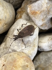 Dicranocephalus agilis