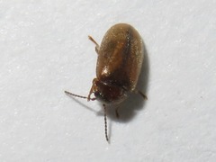 Contacyphon laevipennis