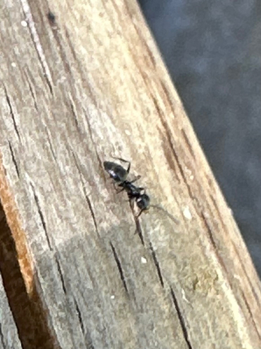 iNaturalist observation photo of Tapinoma