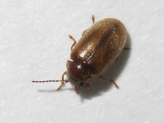 Contacyphon laevipennis