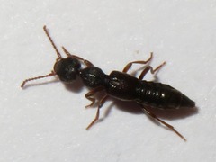 Rugilus rufipes
