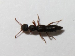 Rugilus rufipes