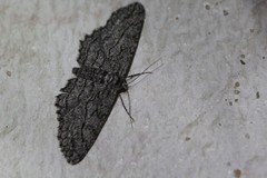 Psilosticha loxoschema