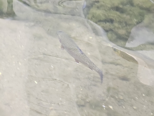 Rainbow Trout