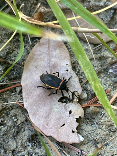 iNaturalist observation photo of California Bordered Plant Bug