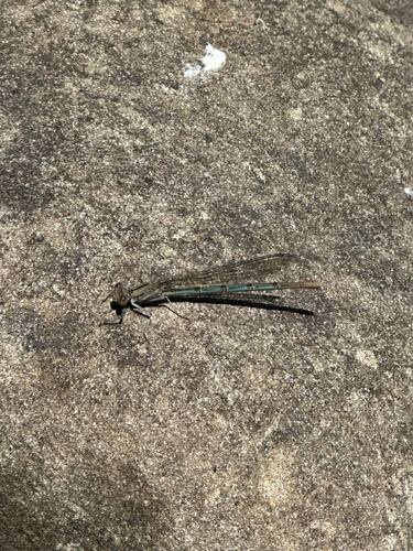 iNaturalist observation photo of Emma's Dancer