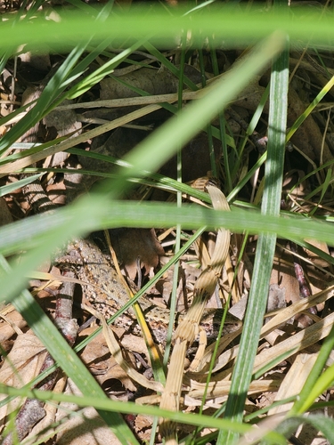 Viviparous Lizard