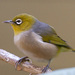 Lord Howe White-Eye - Photo (c) Toby Hudson, some rights reserved (CC BY-SA)