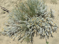 Achillea maritima maritima