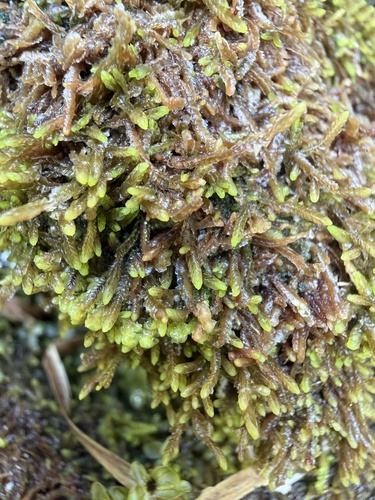 Nardia japonica