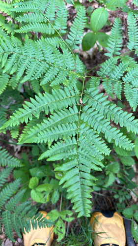 common bracken