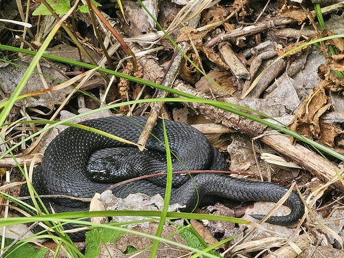 Adder