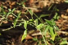Hypoestes cumingiana