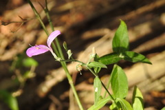 Hypoestes cumingiana