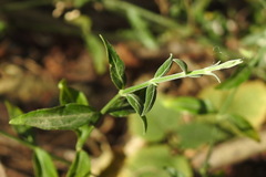 Hypoestes cumingiana