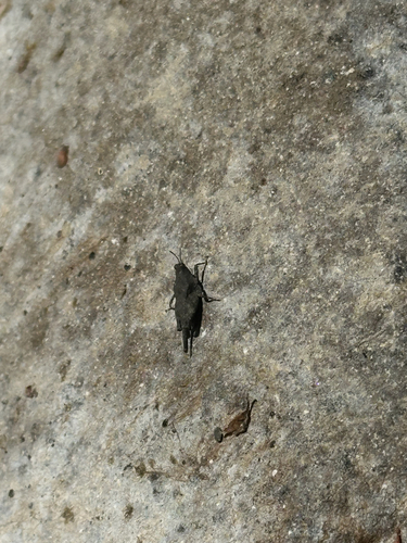 iNaturalist observation photo of Teredorus