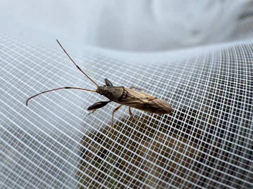 Pachygrontha antennata