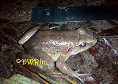 Limnonectes macrodon