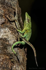 Anolis singularis