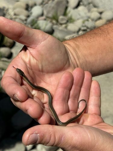 iNaturalist observation photo of Aquatic Garter Snake